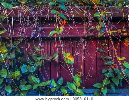 Branches Of Trees On A Wooden Wall, Garden With Beautiful Plants