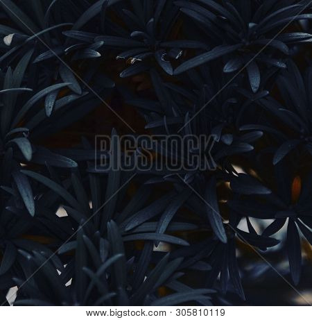 Mystical Nature, Dark Shades, Black Leaves In The Garden.