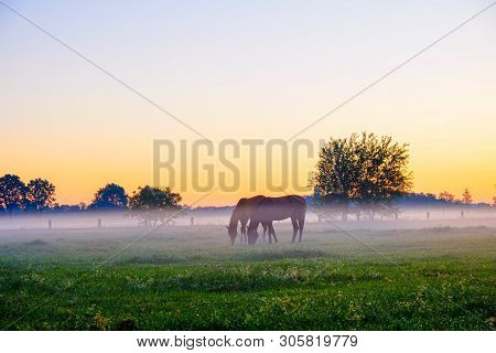 Two Horses Grazing In Foggy Grass Field In The Morning Against A Backdrop Of Tree Silhouettes And A 