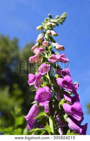 Foxglove (digitalis Purpurea)in The Flower Garden.
Burnaby Lake Area Bc Canada