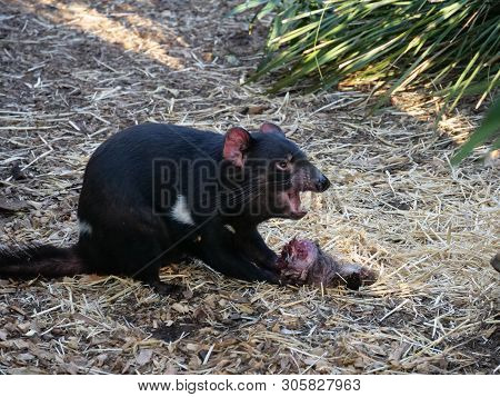 Tasmanian Devil Eating Its Prey In Australia