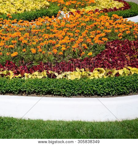 Coleus Flowerpot. Beautiful Perspective Of Natural Coleus Plant Leaves