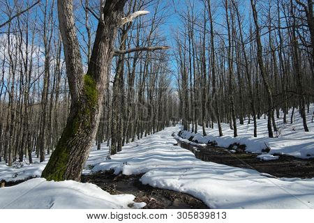 snowy path through bare beechwood in Nebrodi Park, Sicily  