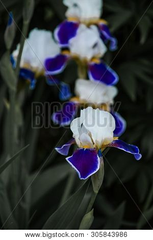 Bright And Purple  Beautiful Flowers In The Summer Garden, Natural Background