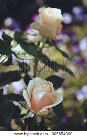 Yellow Roses In The Summer Sunny Garden, Natural Background.