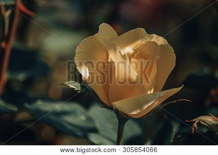 Yellow Roses In The Summer Sunny Garden, Natural Background.