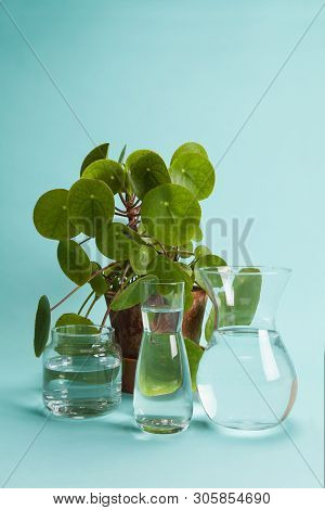 Pilea Peperomioide Plant And Water