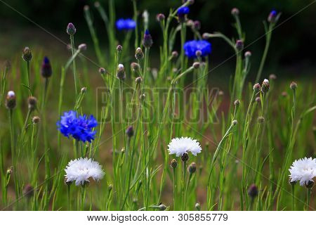 Beautiful Meadow Field With Wild Flowers Blue And White Cornflowers.