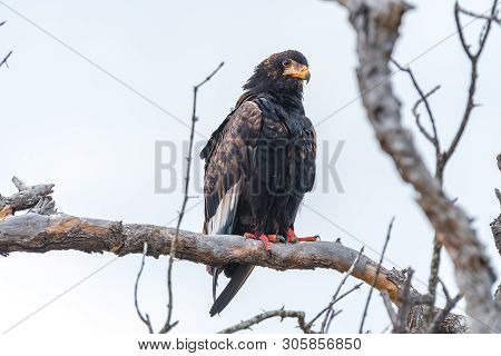 A Bateleur, Terathopius Ecaudatus, On A Dead Tree In The Limpopo Province Of South Africa