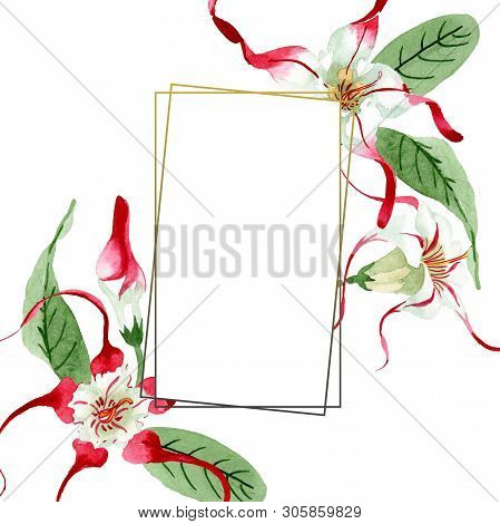 Red White Strophantus Botanical Flowers. Wild Spring Leaf Wildflower. Watercolour Drawing Fashion Aq
