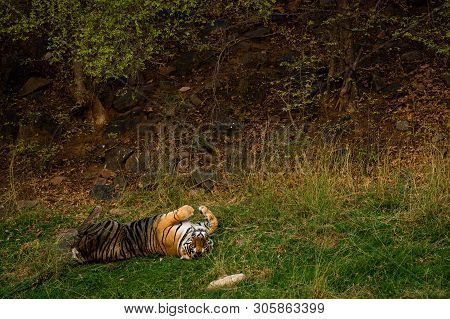 On A Hot Summer Evening And In A Heat Wave A Royal Bengal Male Tiger With Different Yoga Postures An