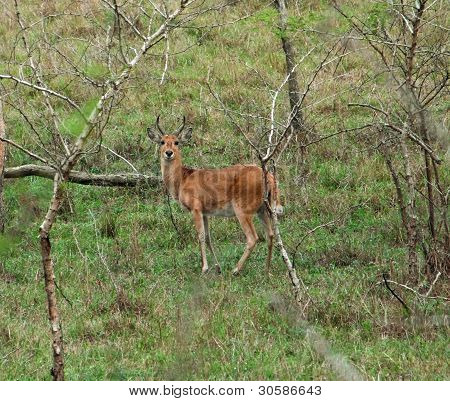 Uganda Kob In ambiente arbustiva