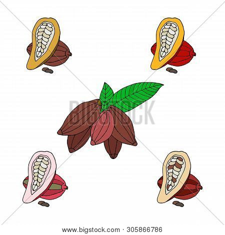 Cacao Hand Drawn Vector Collection. Natural Food Set.