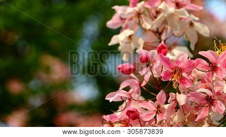 Beauty, Cassia Javanica Linn. (caesalpiniaceae), Pink-and-white-shower In Gerden.