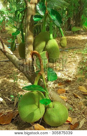 The Jackfruit Tree Of This Species Of Thailand Is Very Productive.