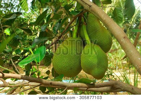 The Jackfruit Tree Of This Species Of Thailand Is Very Productive.