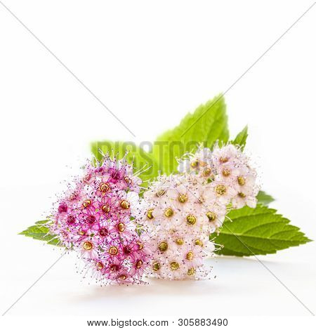 Delicatie Flowers Of The Spiraea Japonica Or  Japanese Spiraea On A White Background