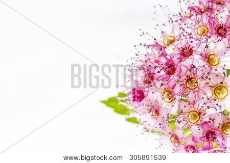 Delicatie Flowers Of The Spiraea Japonica Or  Japanese Spiraea On A White Background