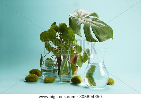 Pilea Peperomioid Monstera Rock Grass And Water
