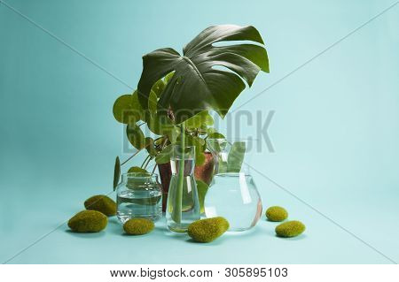 Pilea Peperomioid Monstera Rock Grass And Water