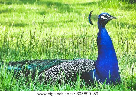 Single Male Peacock Sitting On Green Grass.