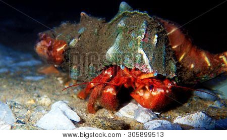 Red Hermit Crab With Anemone - (dardanus Arrosor)