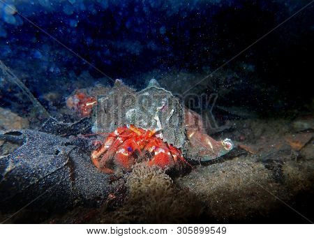 Red Hermit Crab With Anemone - (dardanus Arrosor)
