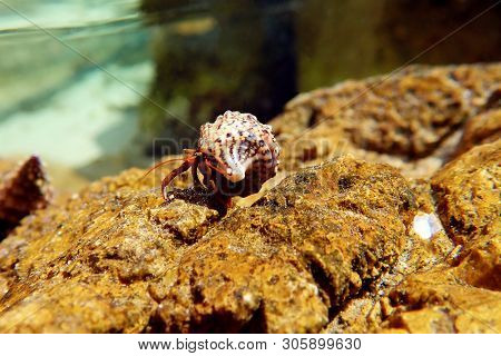 Small Mediterranean Hermit Crab - Clibanarius Erythropus