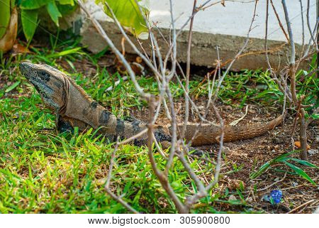 Portrait Of A Iguana In The Vegetation, Taken In The Tourist Village Of The Yucatan