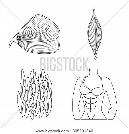 Vector Illustration Of Fiber And Muscular Icon. Set Of Fiber And Body Vector Icon For Stock.