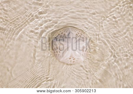 sand dollar coral on white beach sand under sea waves