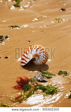 British summer  beach with nautilus pompilius sea shell