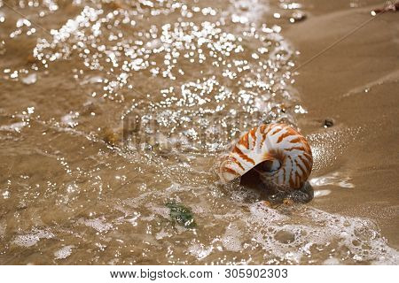 British summer  beach with nautilus pompilius sea shell
