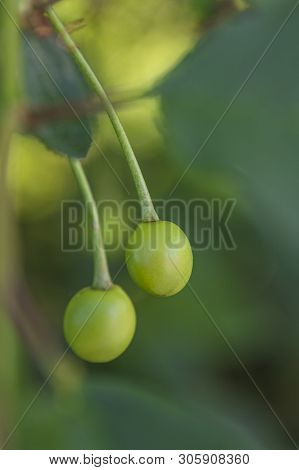 Green Young Cherries On A Tree In The Garden