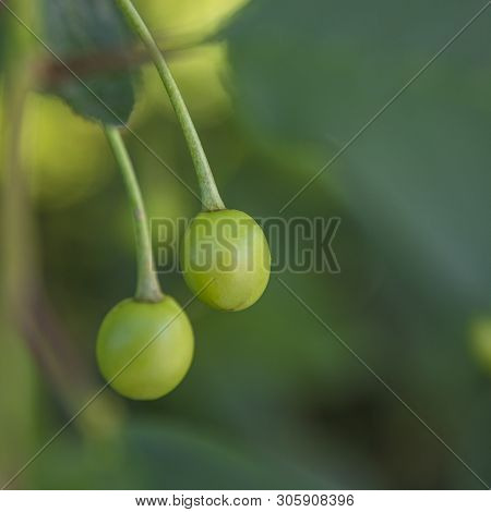 Green Young Cherries On A Tree In The Garden