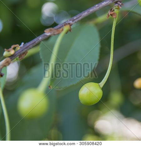 Green Young Cherries On A Tree In The Garden. Selective Focus