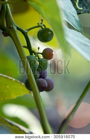 Tiny Grapes Begin To Ripen While On The Vine In A Vineyard.