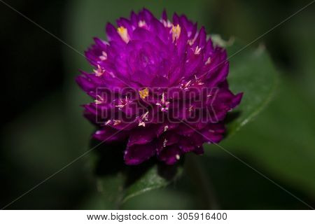 Kerala, India - June 6, 2019: Gomphrena Globosa, Commonly Known As Globe Amaranth, Makhmali And Vada