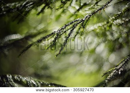 Blurred Background  With Green Fir-tree Branches And Bokeh