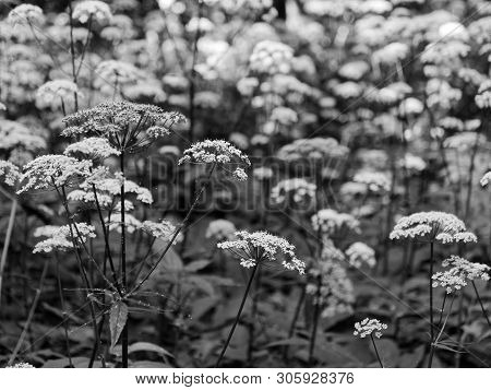 Beautiful Forest Green Herb With Umbellate Inflorescence