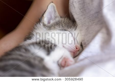Kitten Sleeping