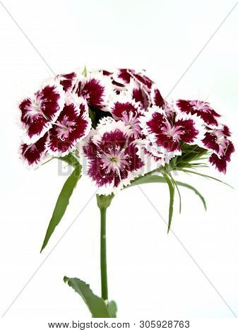 Turkish Flower Carnation ( Diánthus Barbátus)  On A White Background
