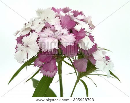 Turkish Flower Carnation ( Diánthus Barbátus)  On A White Background