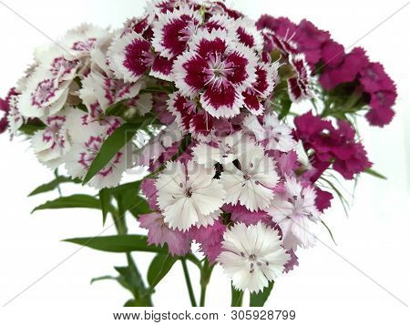 Turkish Flower Carnation ( Diánthus Barbátus)  On A White Background