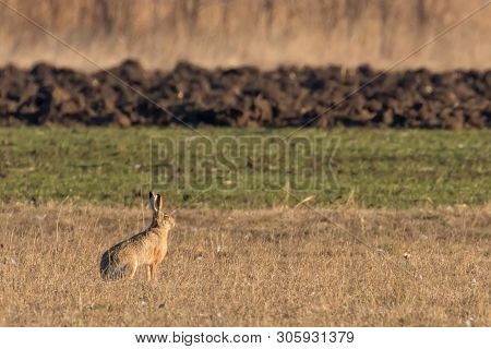 European Brown Hare (lepus Europeaus) Hiding In Field Spring Time