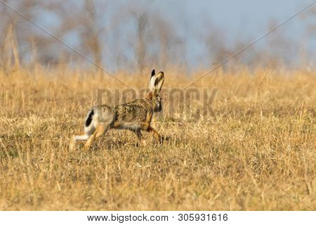 European Brown Hare (lepus Europeaus) Running In Field Spring Time