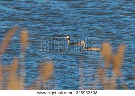 Great Crested Grebe Pair On Water (podiceps Cristatus)