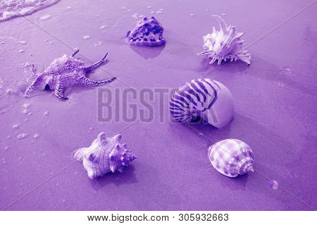Various Types Of Beautiful Seashells On The Beach In Purple Color Tone