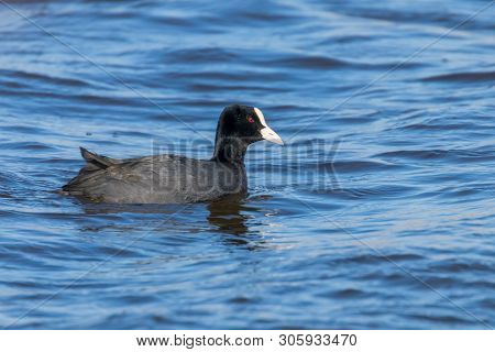 Coot Swimming (fulica Atra) Close Up Eurasian Coot