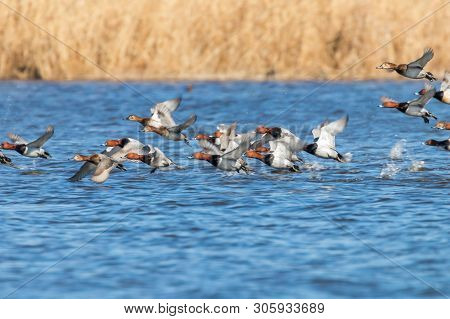 Common Pochard Ducks Flying Over Water (aythya Ferina)